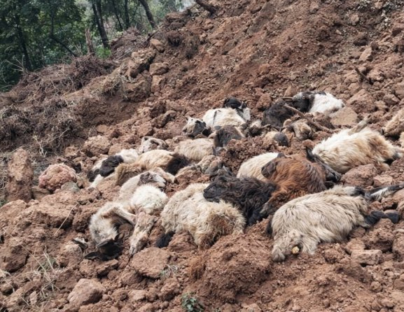 Devastating Landslide Claims Lives of Livestock in Kishtwar, J&K